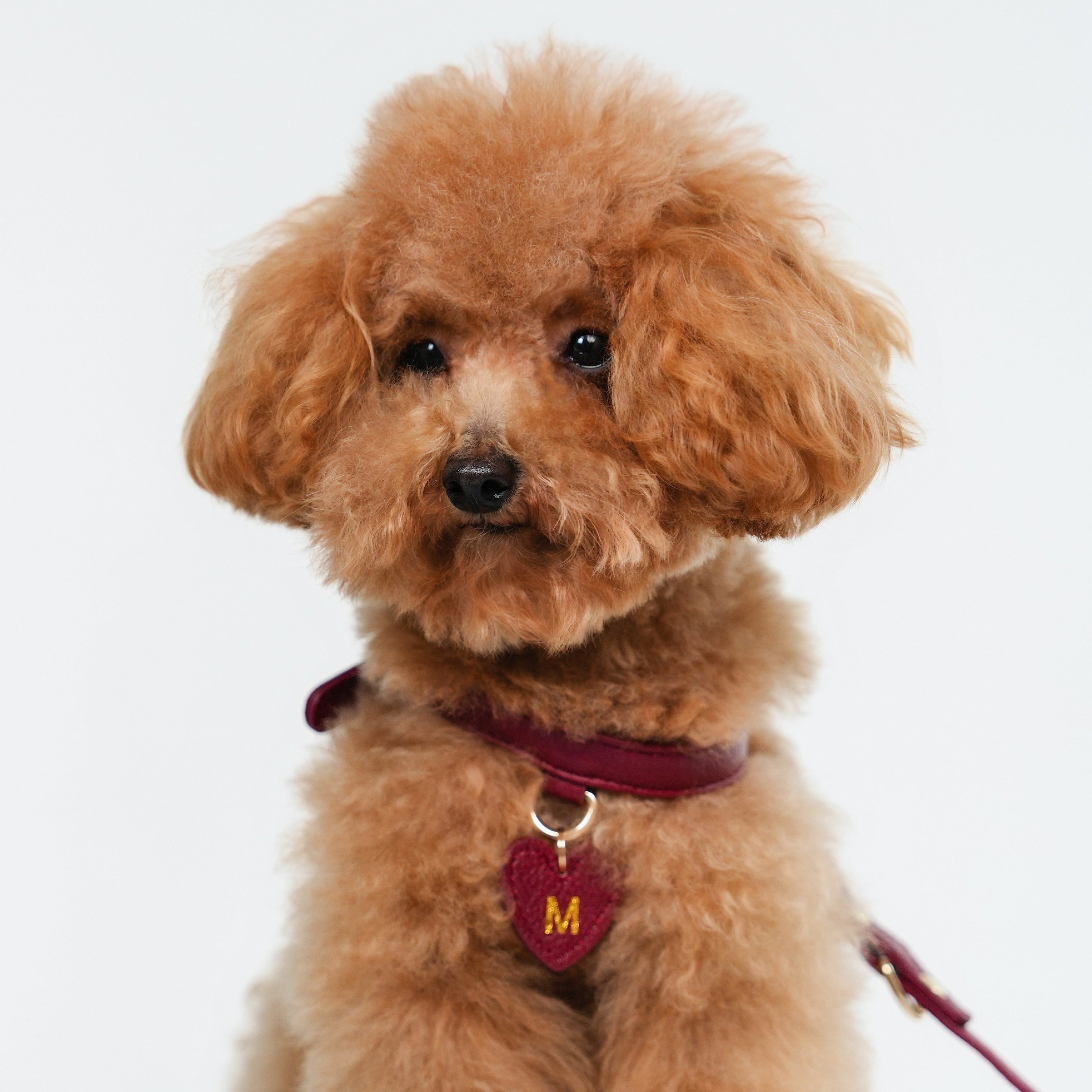 Dog Harness