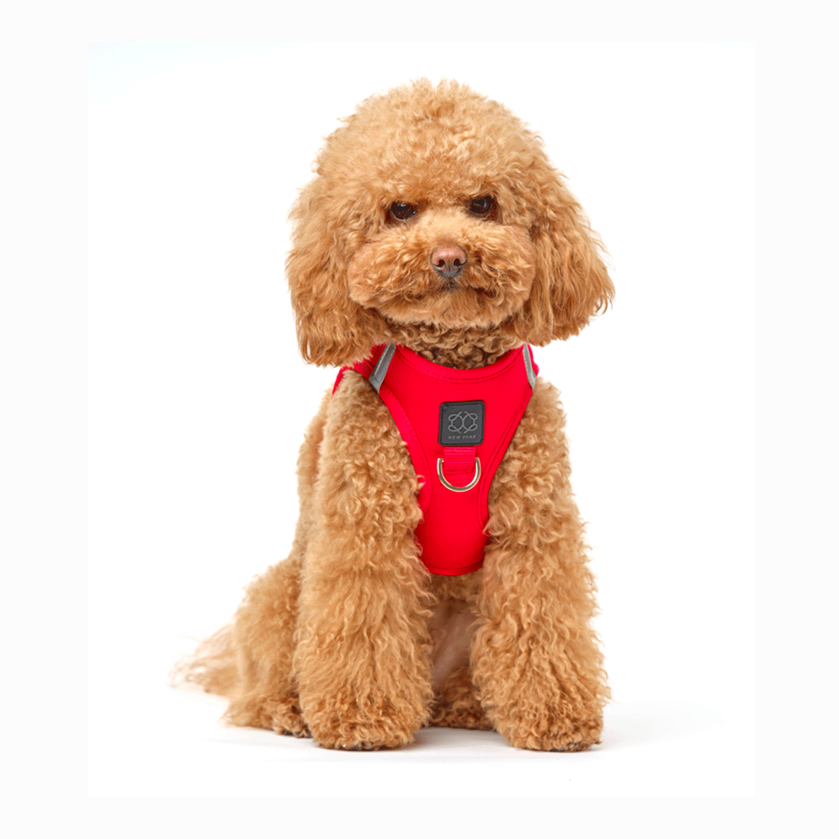 DOGISTRY SoHo Dog Harness - Iconic Red