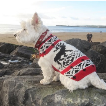 Chilly Dog Red Reindeer Shawl Wool Dog Sweater