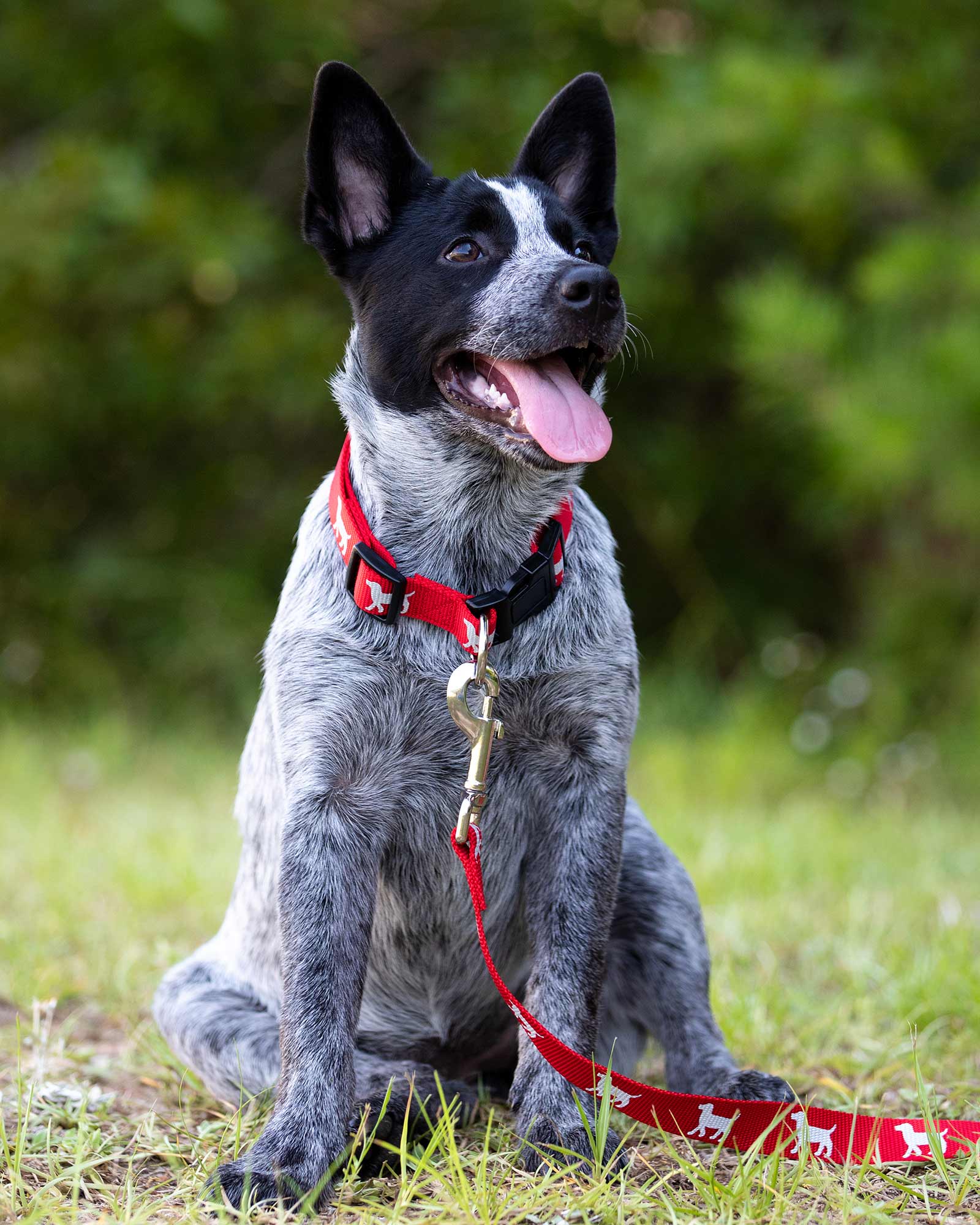 Jeffers Reflective Hound Series Nylon Dog Leash, 1" x 4