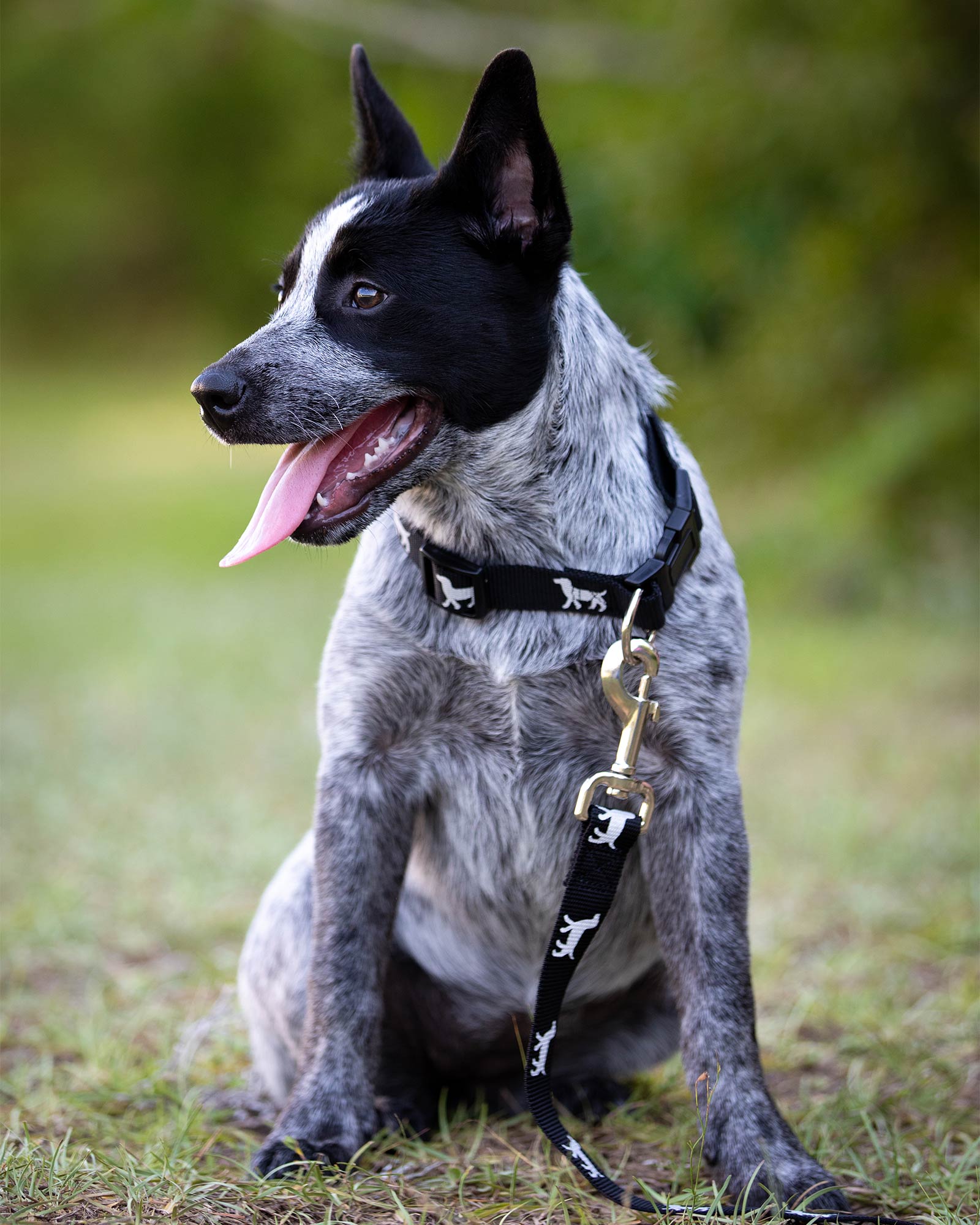 Jeffers Reflective Hound Series Nylon Dog Leash, 1" x 4