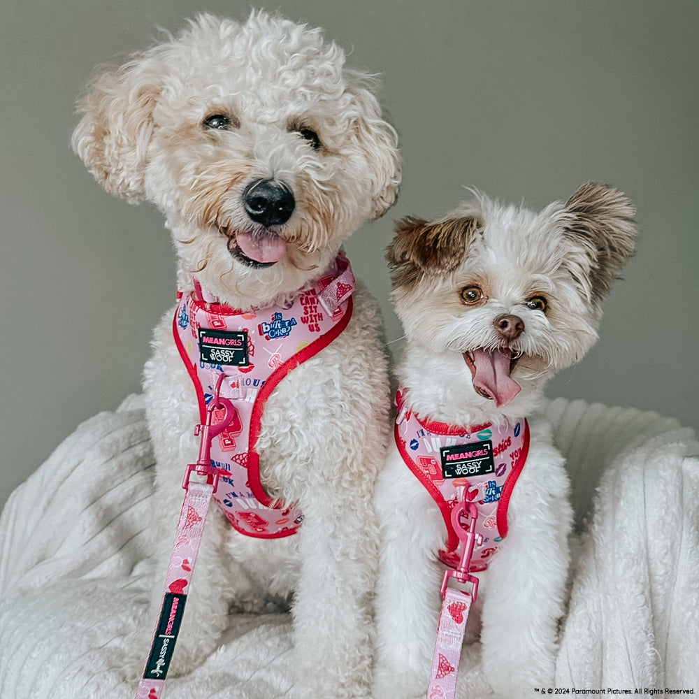 Dog Collar - Mean Girls™