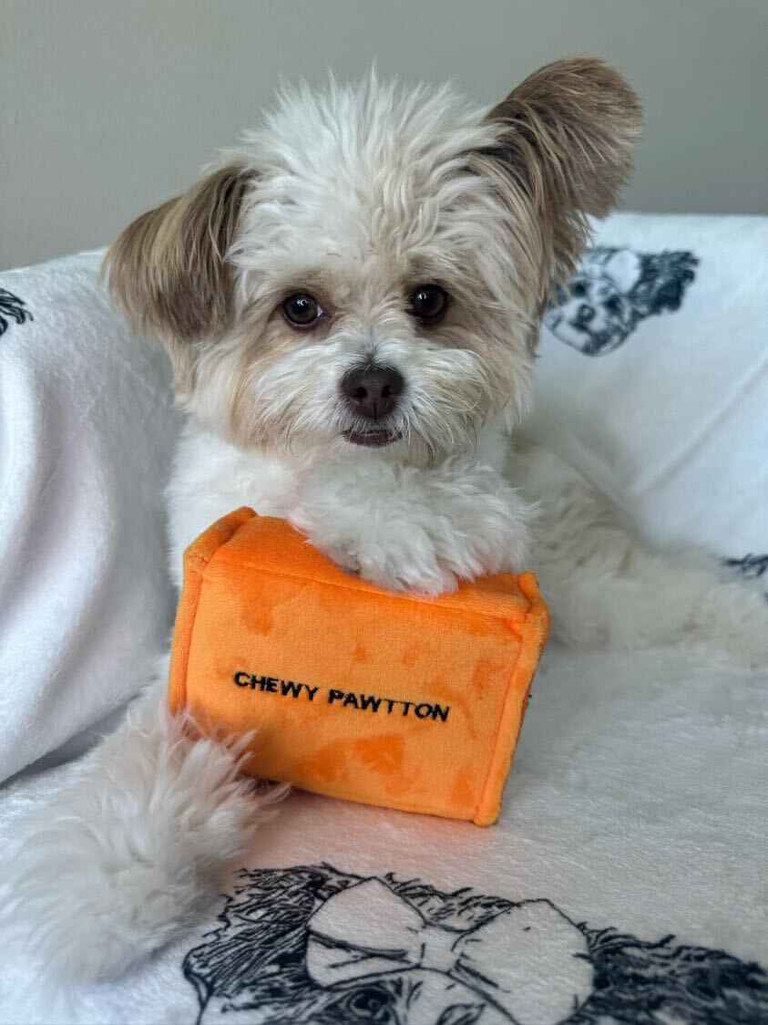 Pawty Chewy Pawtton Designer Plush Dog Toy