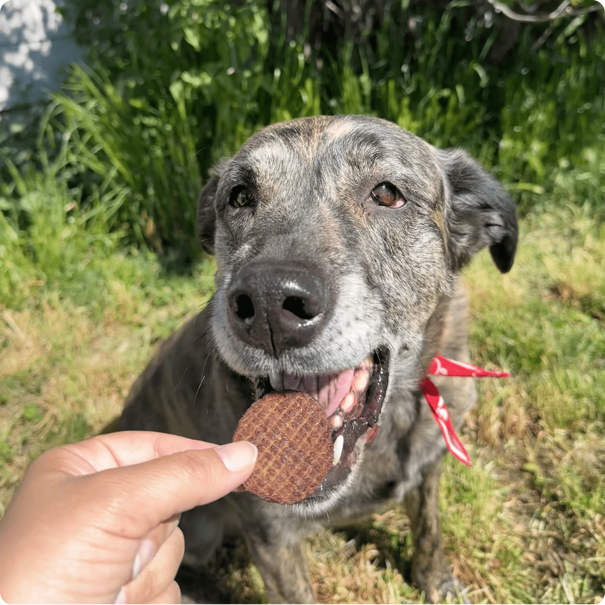 Farm To Pet Beef Chips Dog Treats