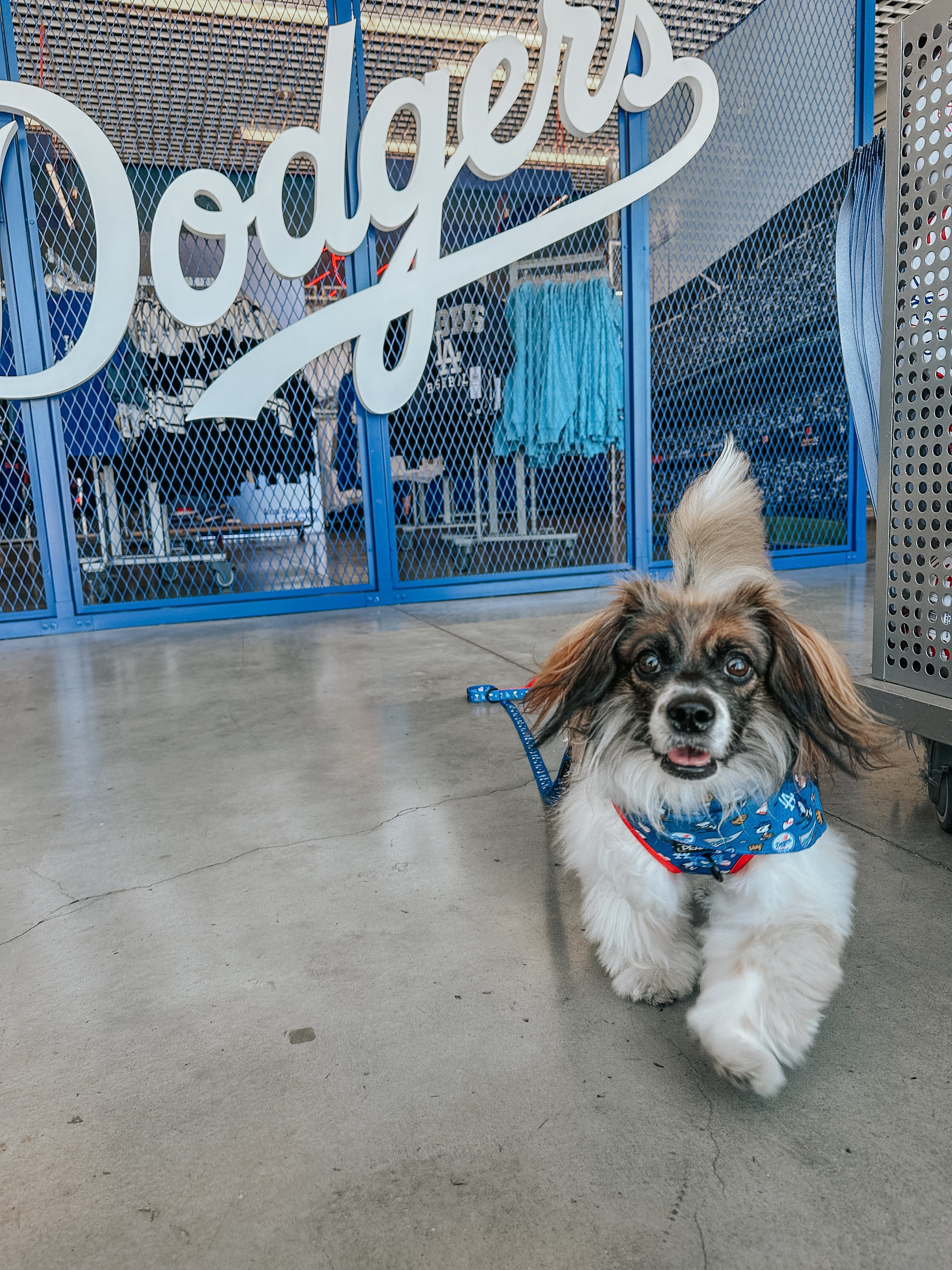 Dog Leash - MLB™ x Peanuts™ Los Angeles Dodgers™