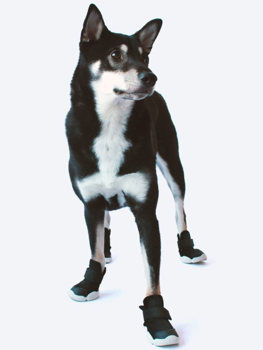 RIFRUF Caesar 1 Dog Sneakers Bone