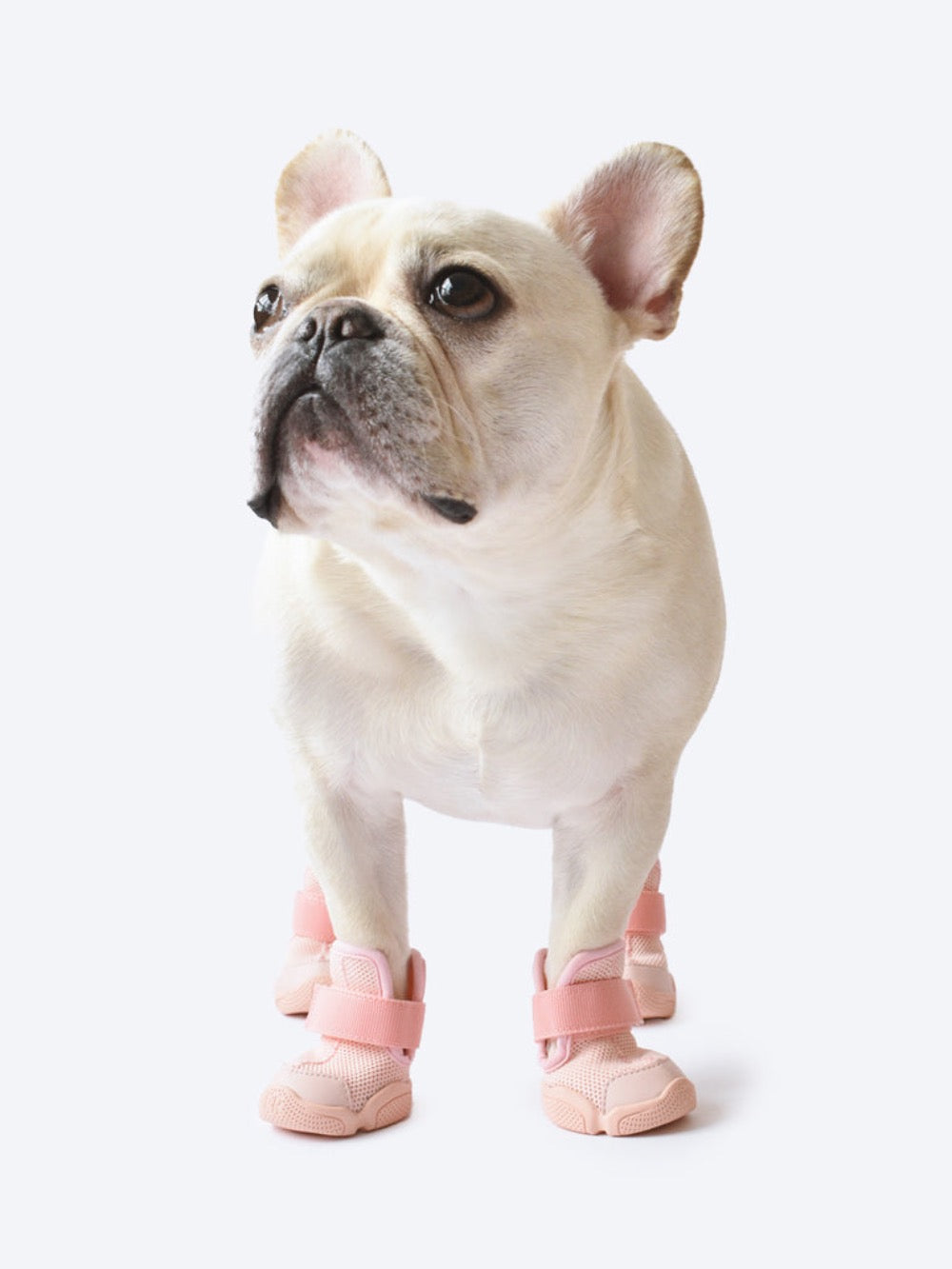 RIFRUF Caesar 1 Dog Sneakers Bone