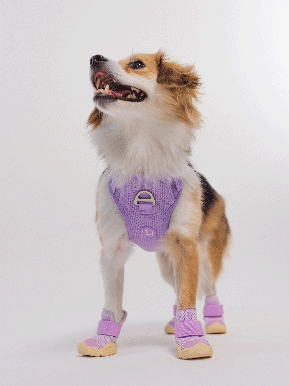 RIFRUF Caesar 1 Dog Sneakers Ember