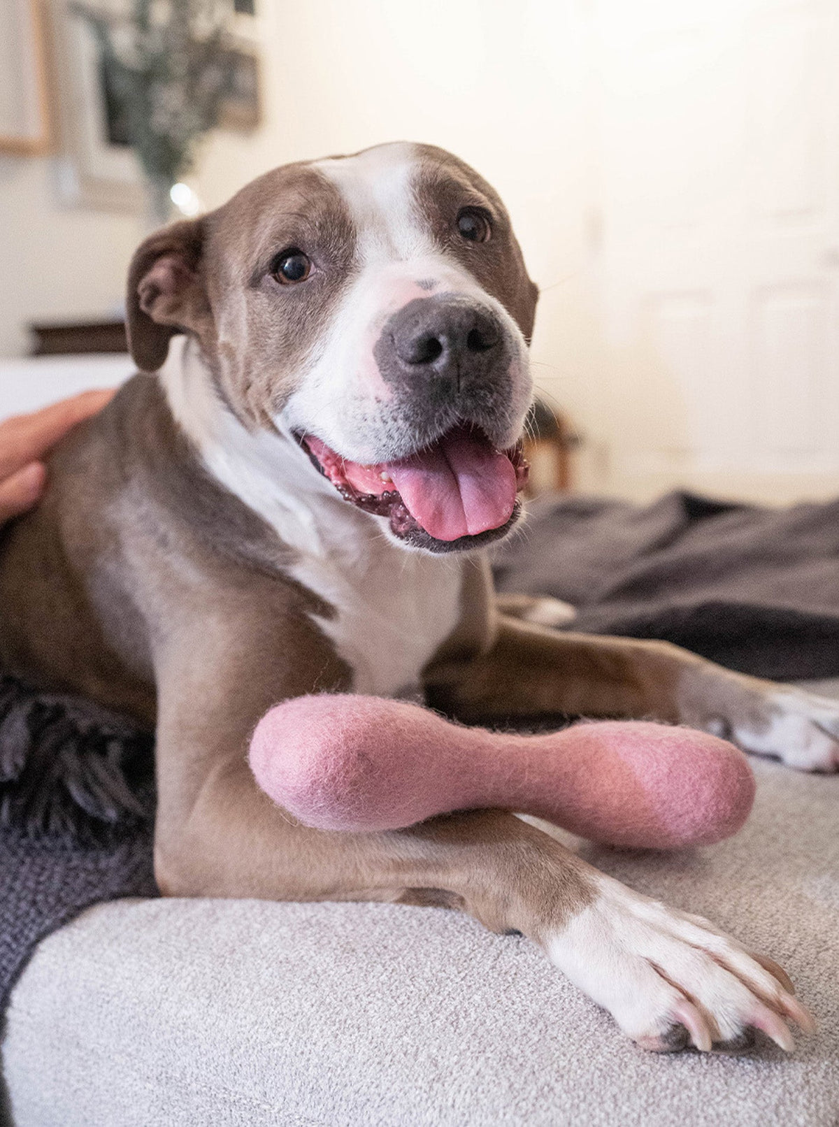 MB WOOLBONE | HT Animal Supply