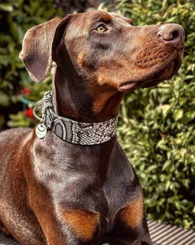Bestia Rock Python Leather Dog Collar