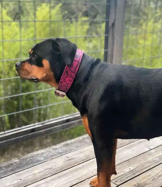 Bestia Rock Python Pink Leather Dog Collar