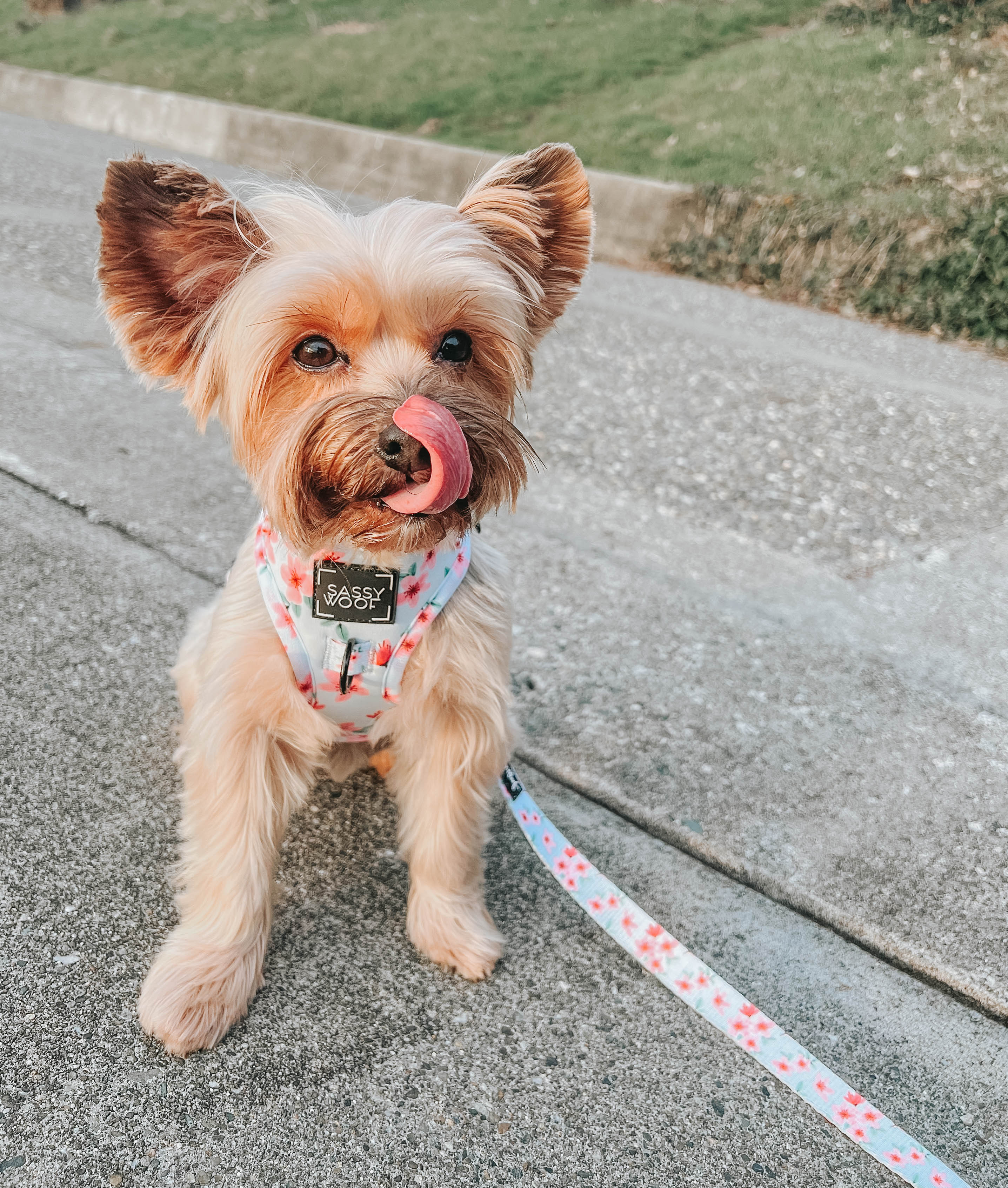 Dog Adjustable Harness - Sakura