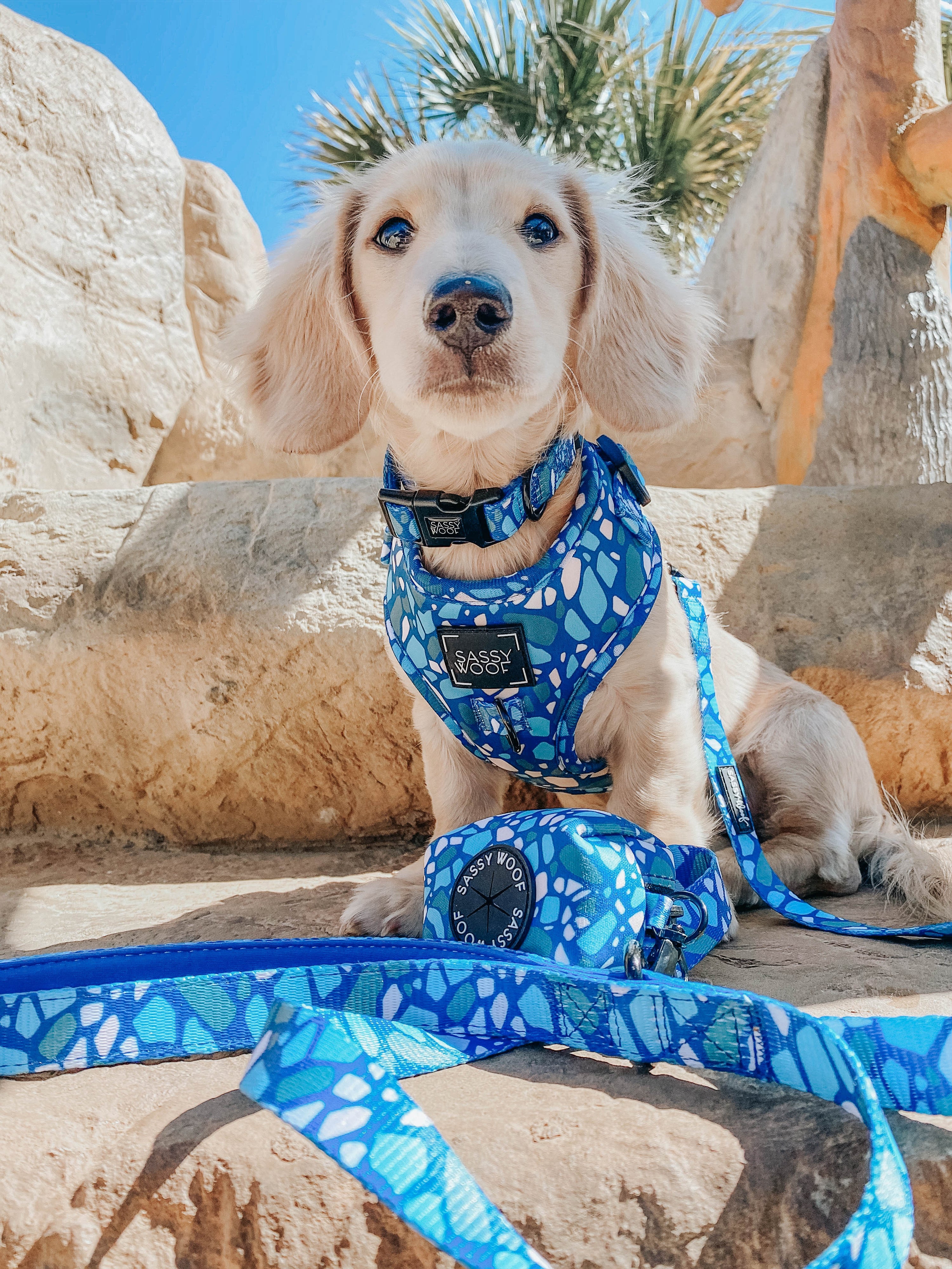 Dog Leash - Santorini