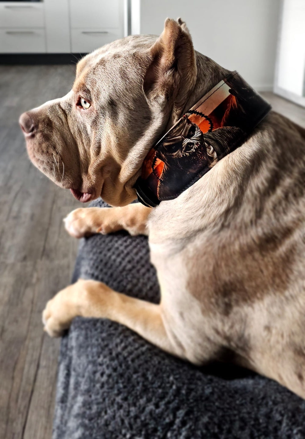 Bestia Scare Limited Edition Leather Dog Collar