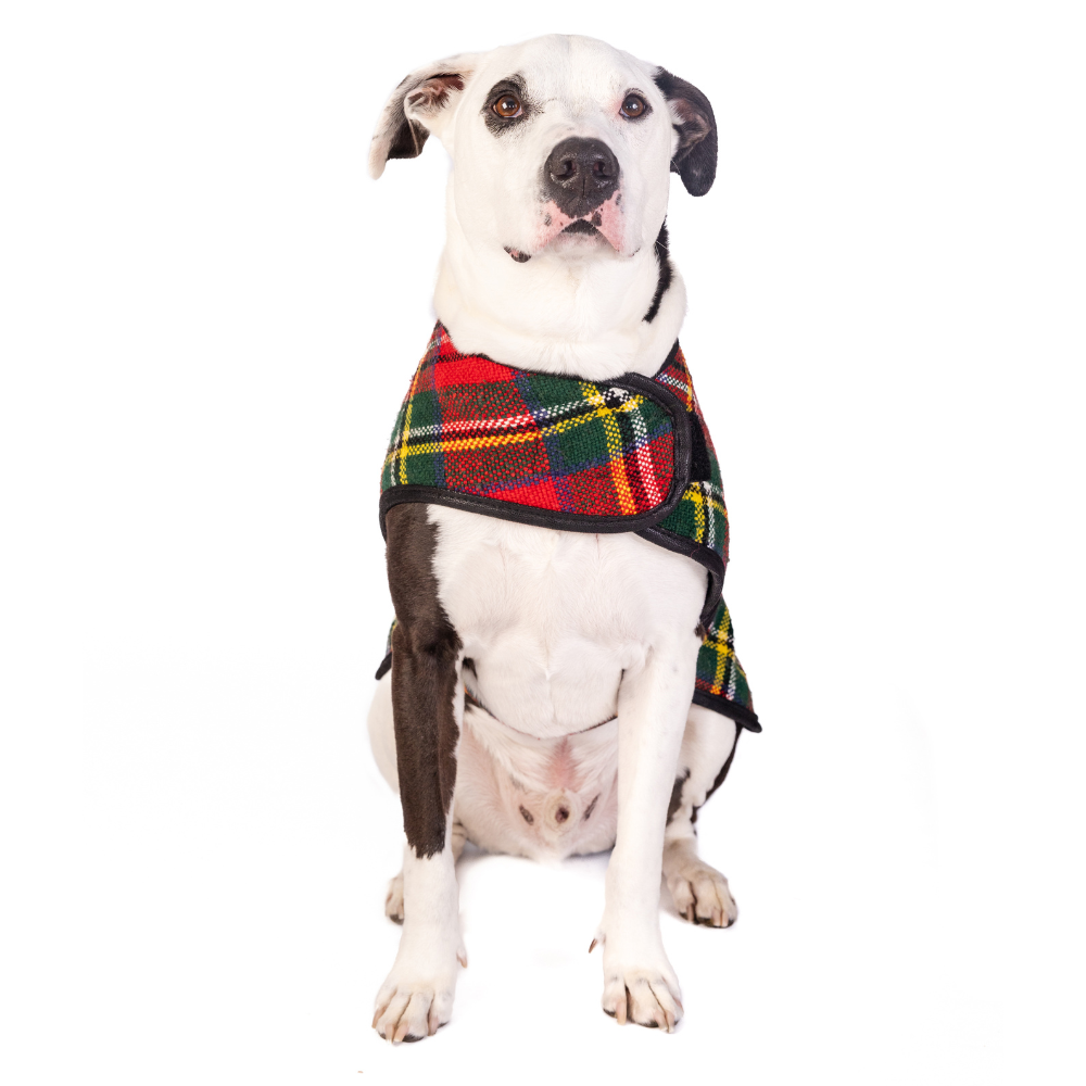 Chilly Dog Scotty Plaid Fleece-Lined Wool Dog Coat