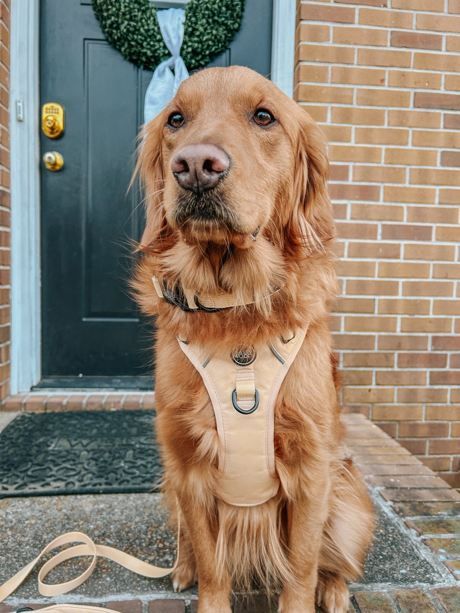 Dog Step-in Harness - Daffodil