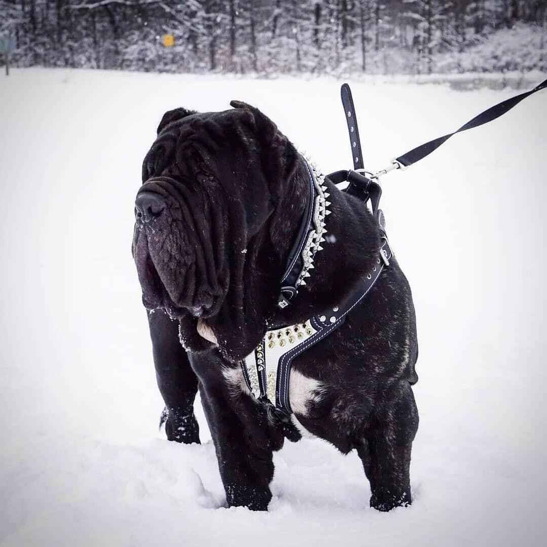 Bestia Platinum Leather Dog Harness
