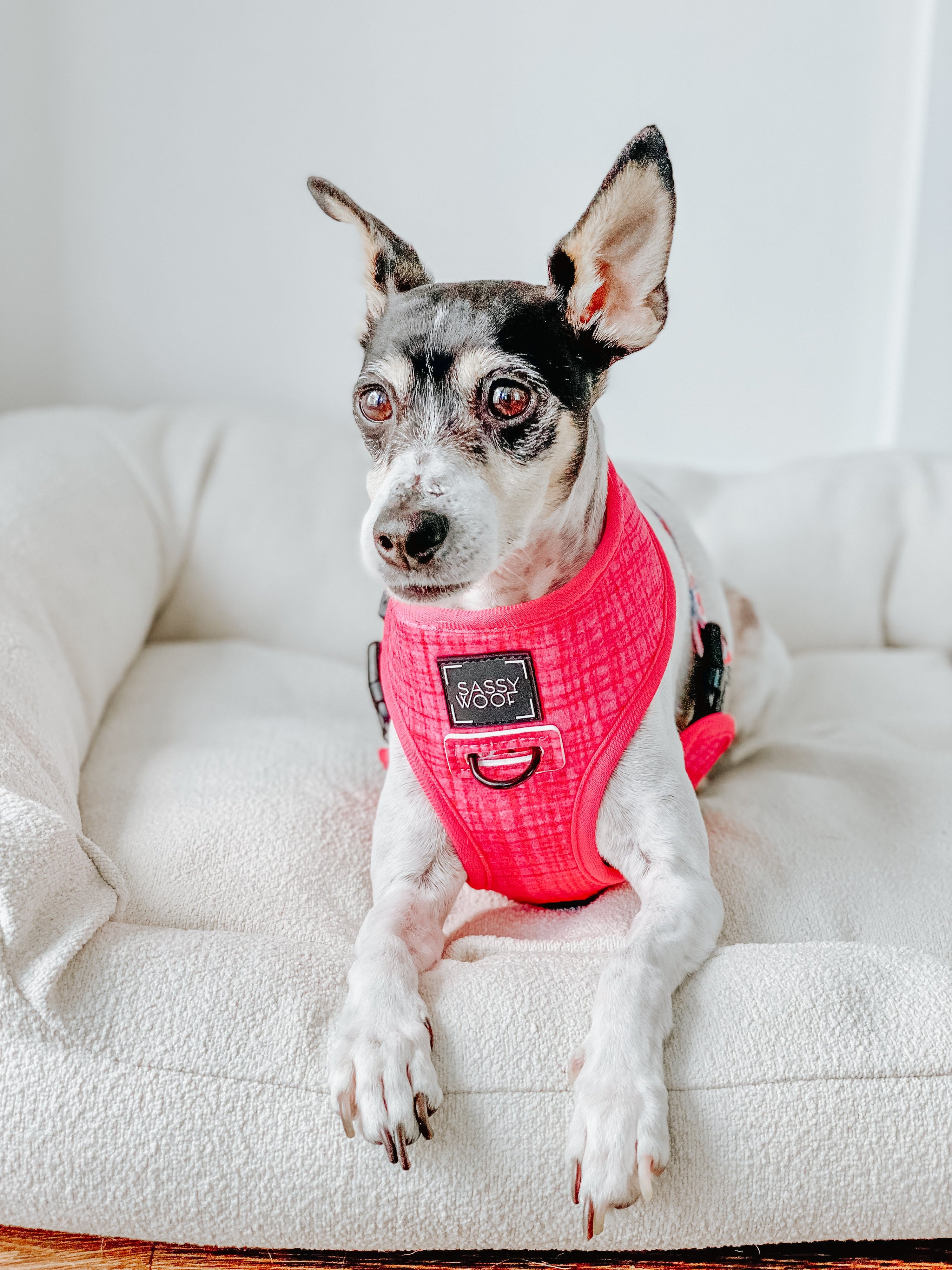 Dog Reversible Harness - Floral Frenzy