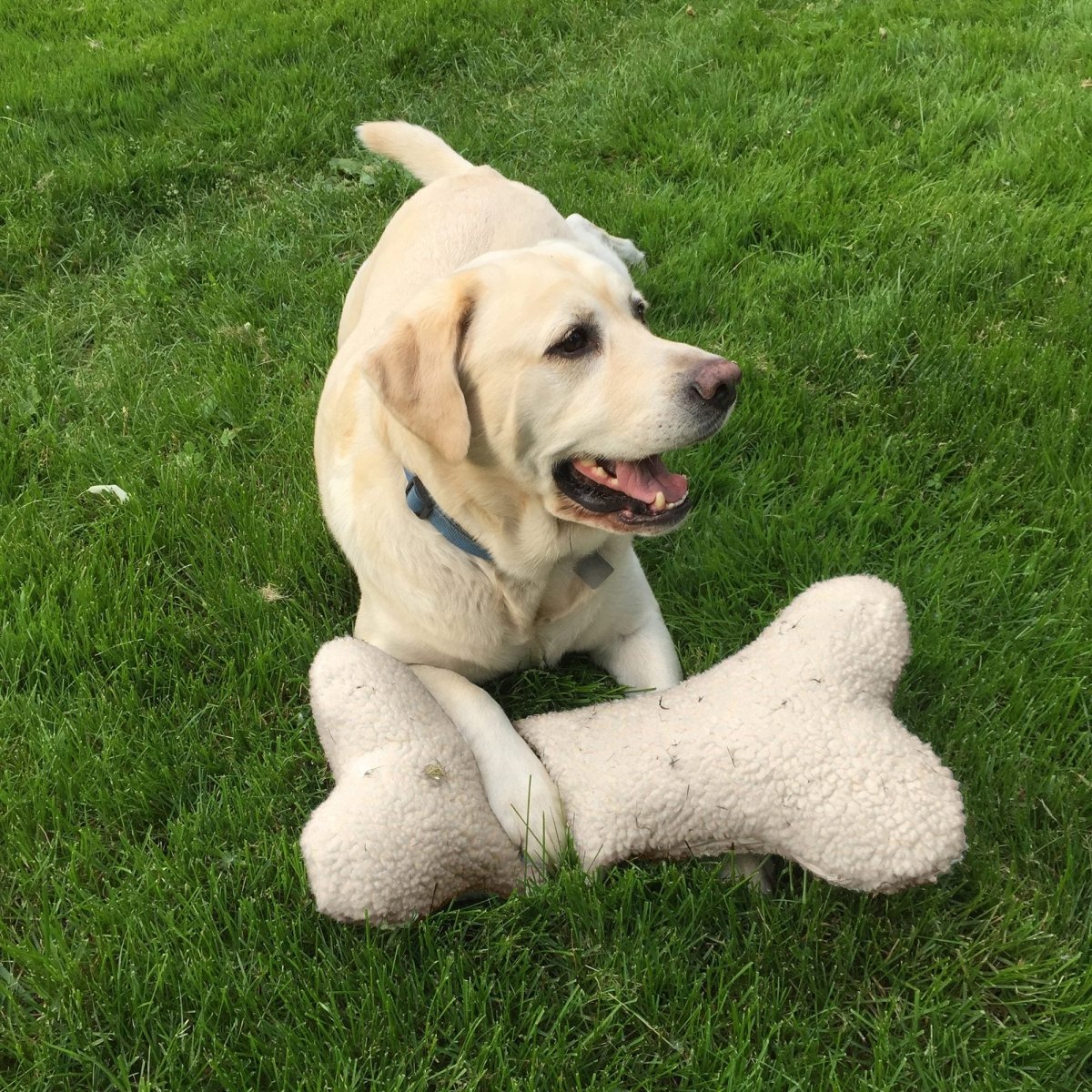 Sherpa Bone Pillow premium pet product