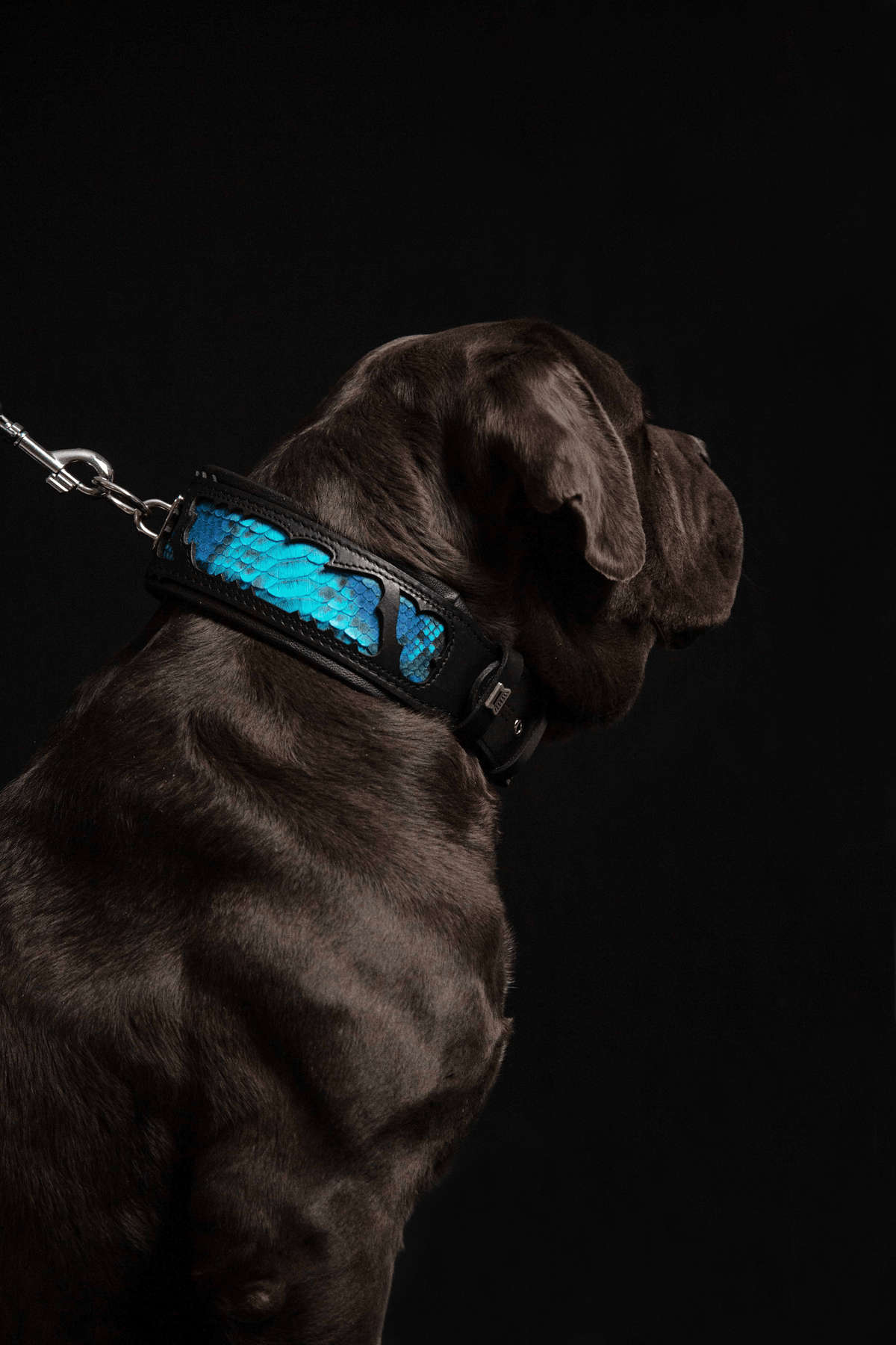 Bestia Morelia Python Leather Dog Collar