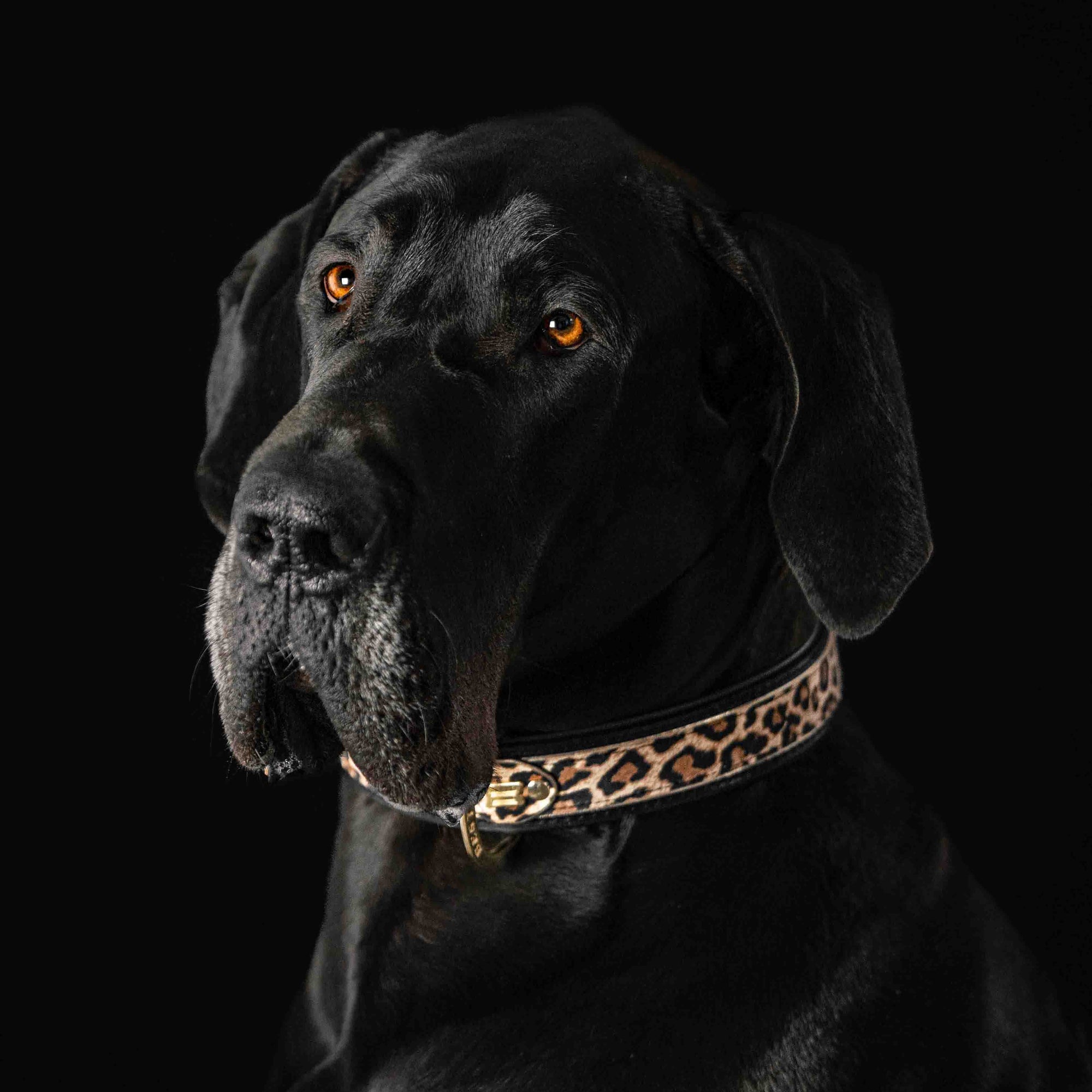 Bestia Leopard Leather Dog Collar