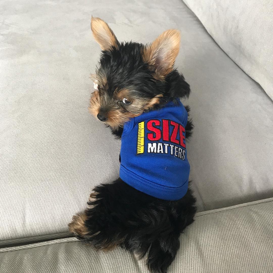 Parisian Pet Size Matters Dog & Cat Shirt  Humorous Cotton T-Shirt, Stylish & Machine Washable Pet Clothing  Navy Blue