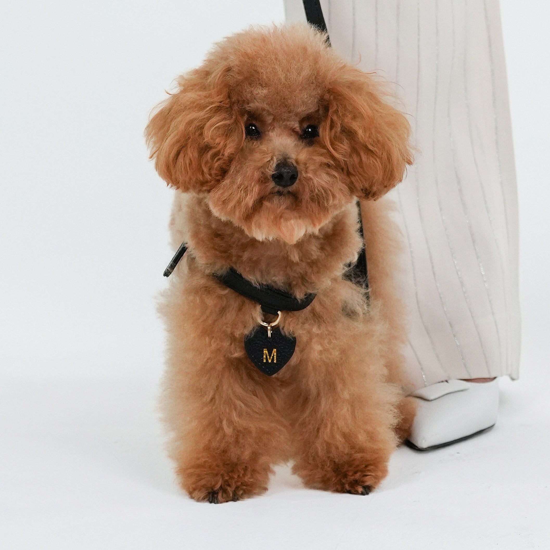 Dog Harness