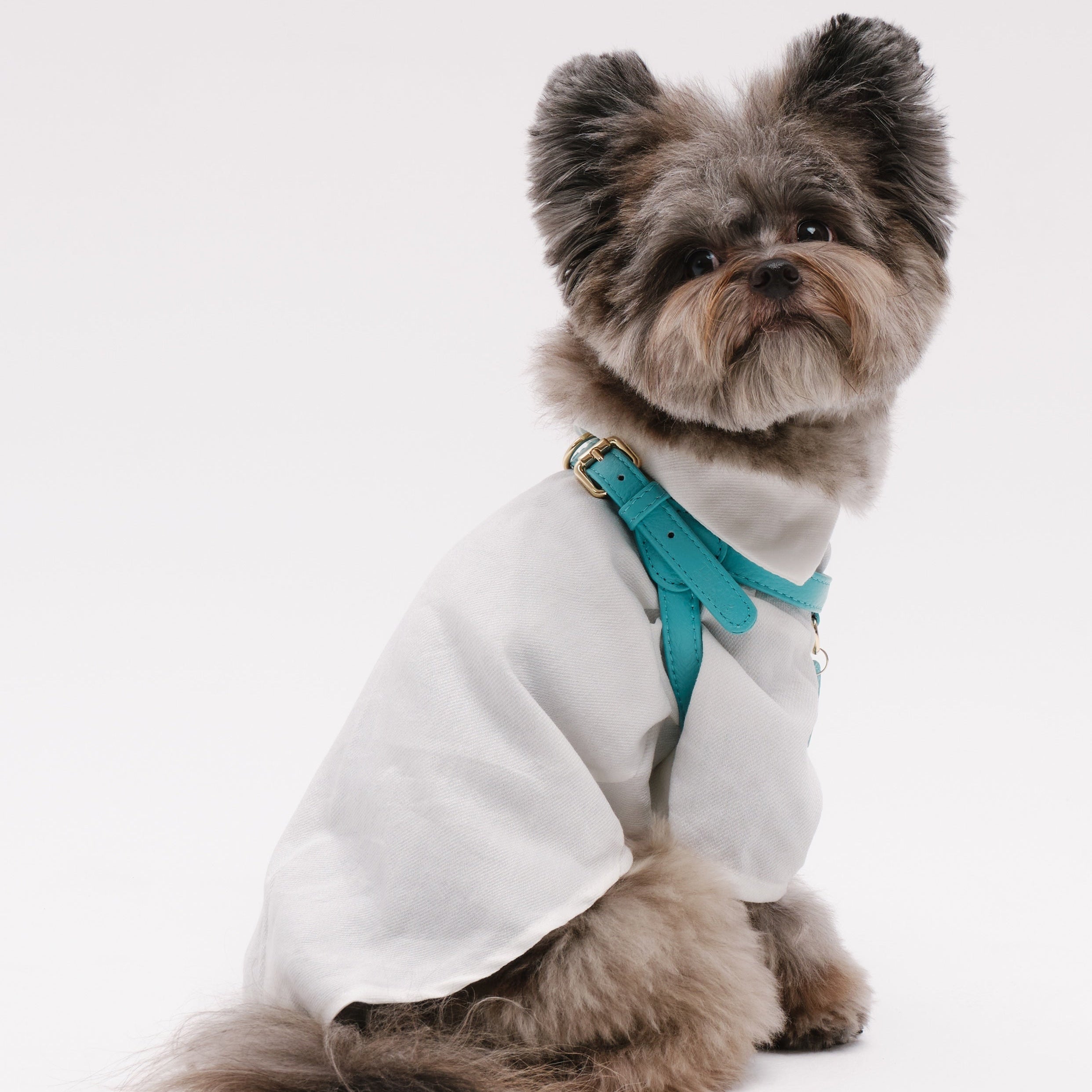 Dog Harness