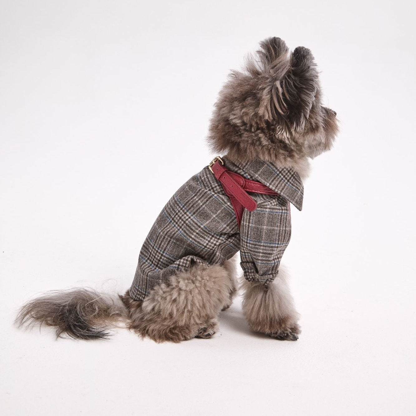 Dog Harness