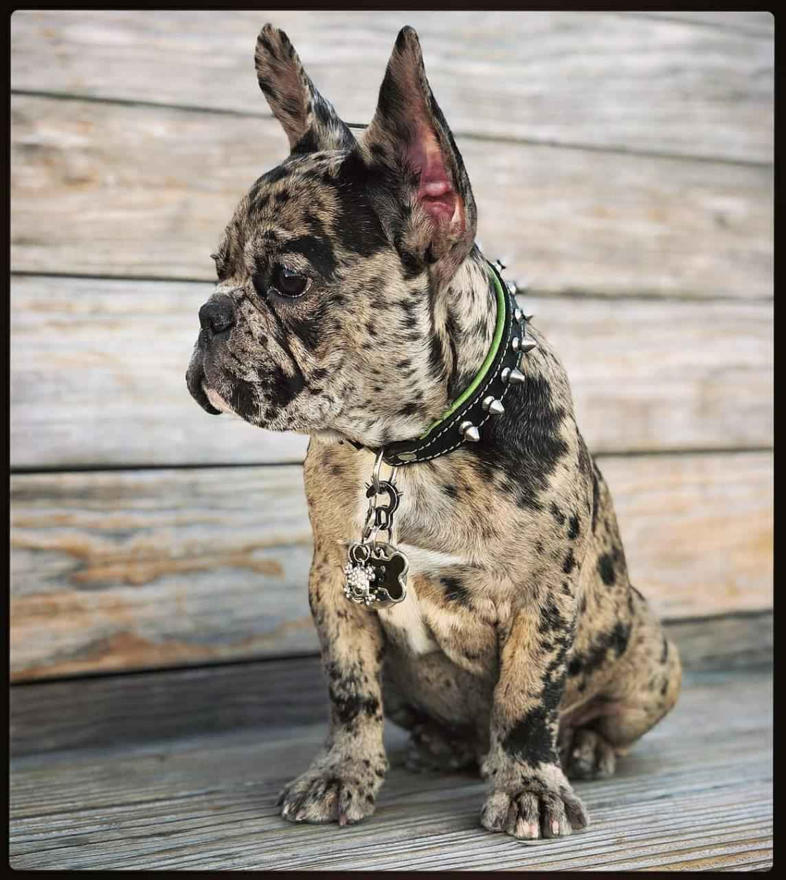 Bestia Spiky Leather Dog Collar