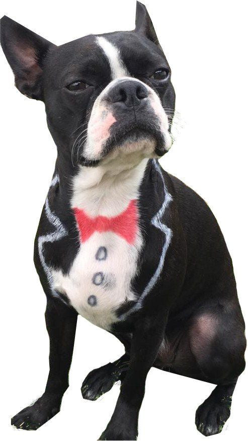 Critter Color - Temporary Pet Fur Coloring/Dog Dye