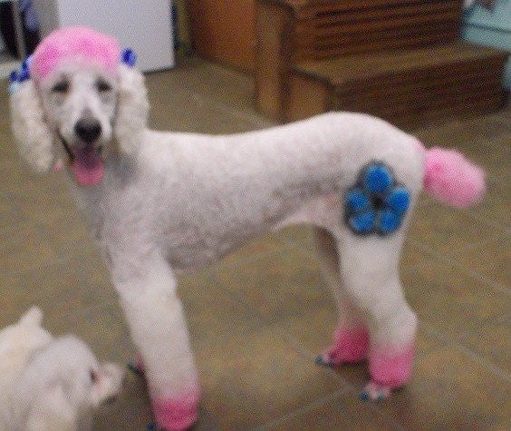 Critter Color - Temporary Pet Fur Coloring/Dog Dye
