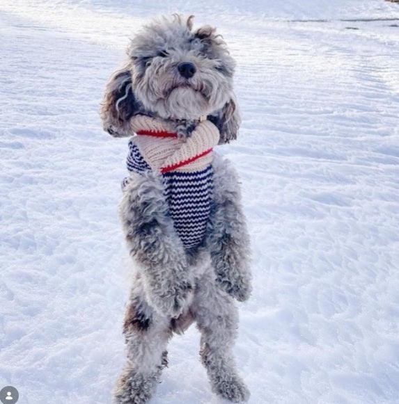 Chilly Dog Spencer Knit Wool Dog Sweater