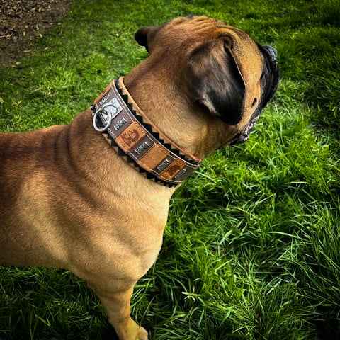 Bestia SPQR Leather Dog Collar