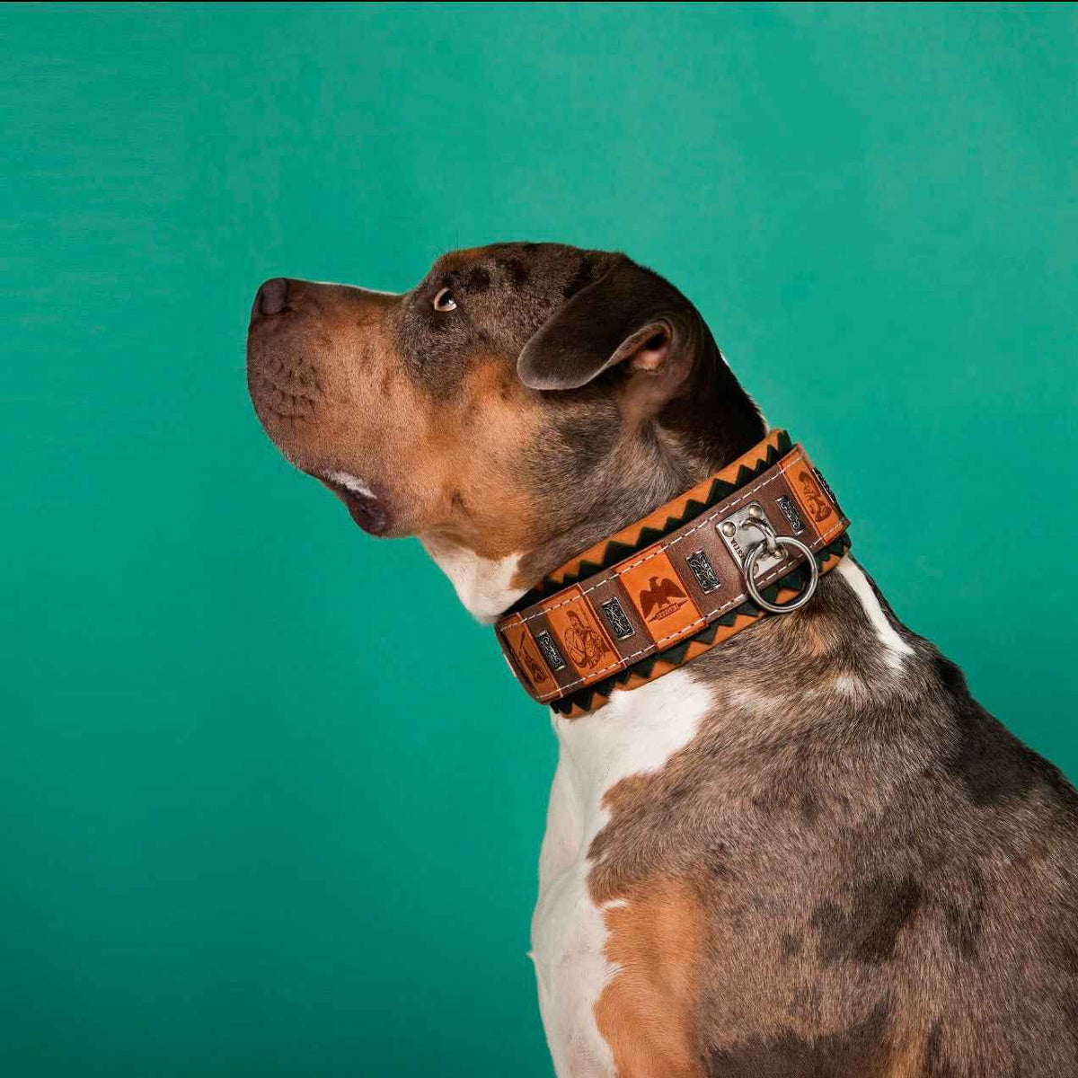 Bestia SPQR Leather Dog Collar
