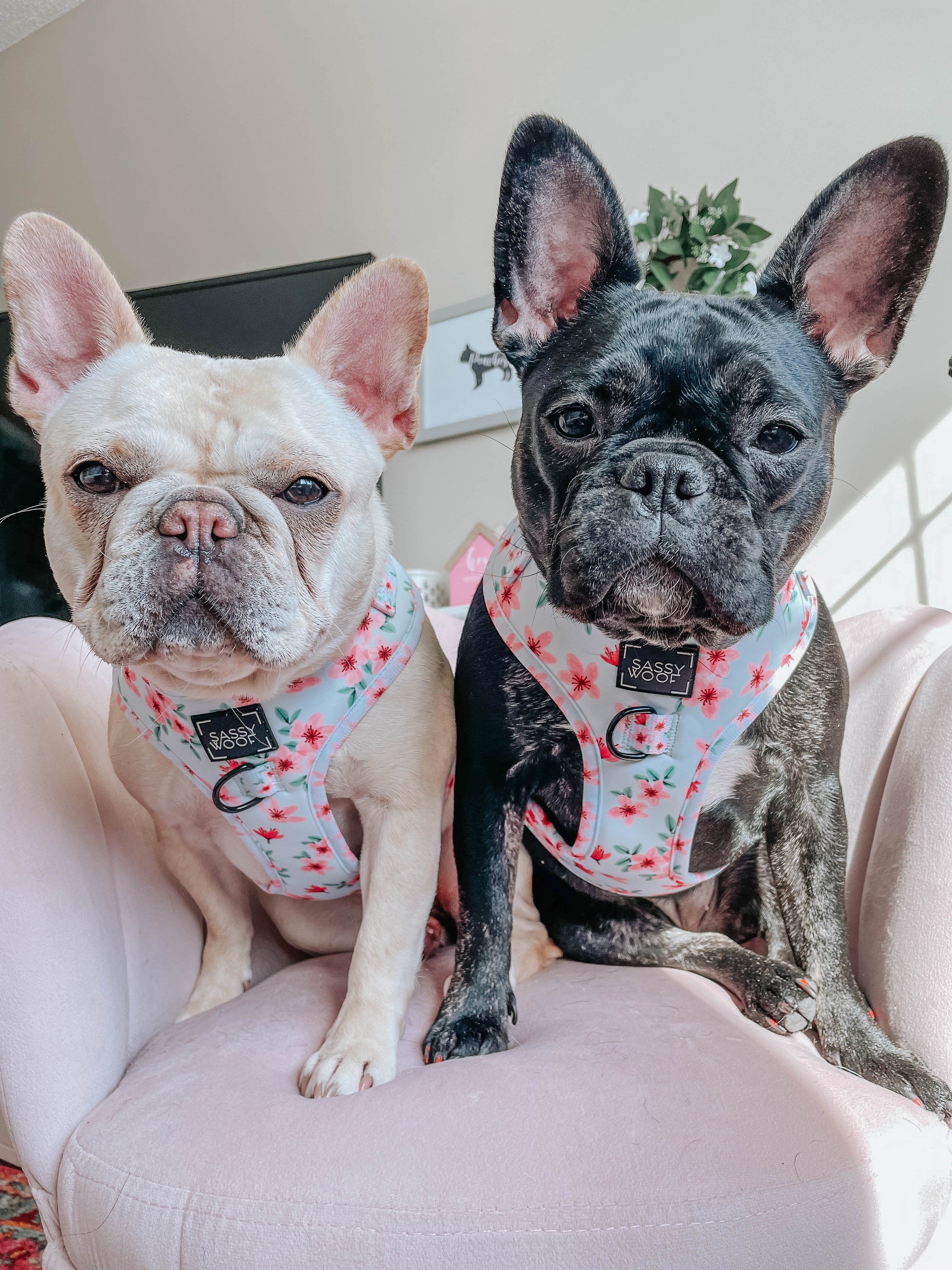 Dog Adjustable Harness - Sakura