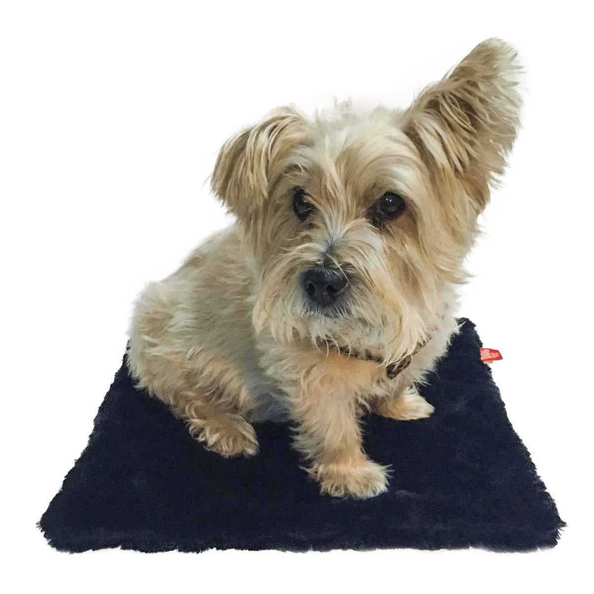 Carrier Square Blanket, Bella Black