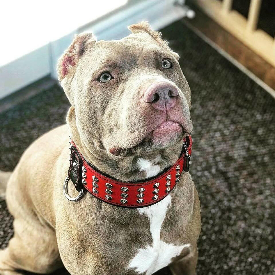 Bestia Star Leather Dog Collar