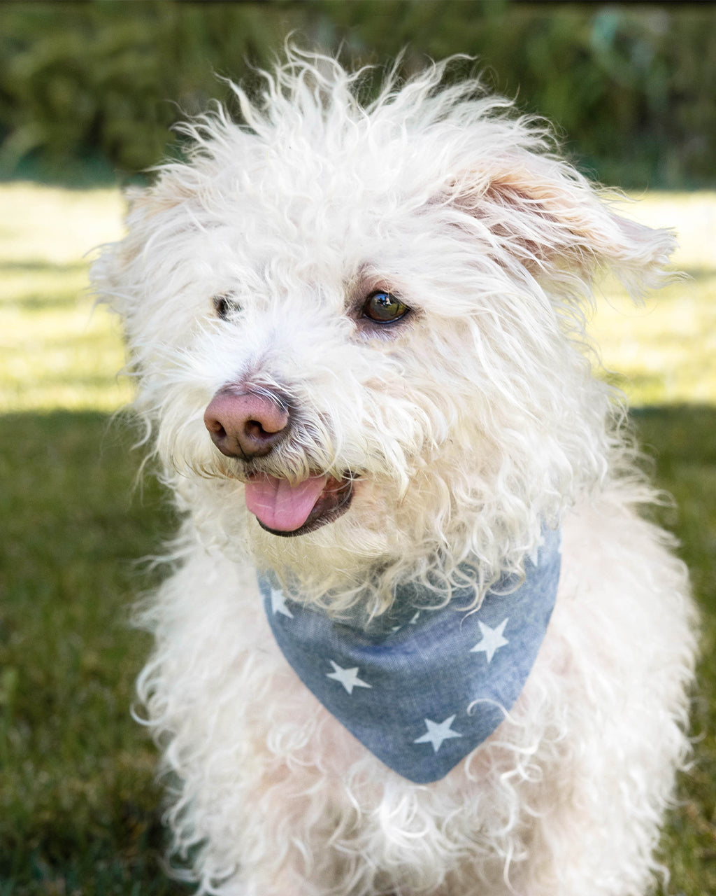 Adventure Bandana