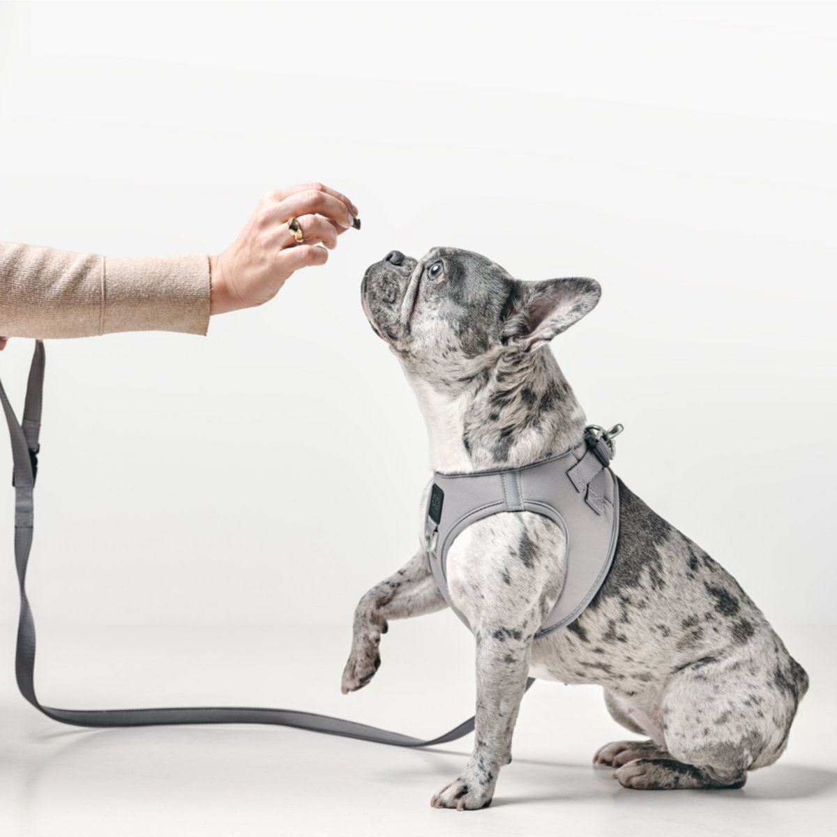 DOGISTRY 3-in-1 City Dog Leash - Steel