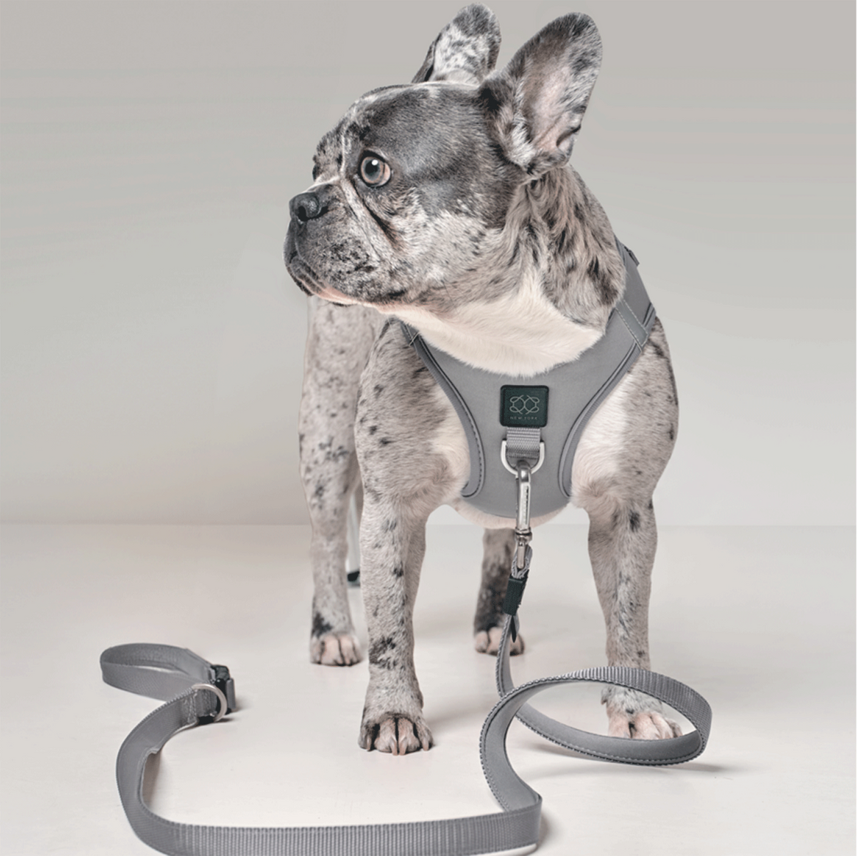 DOGISTRY SoHo Dog Harness - Steel