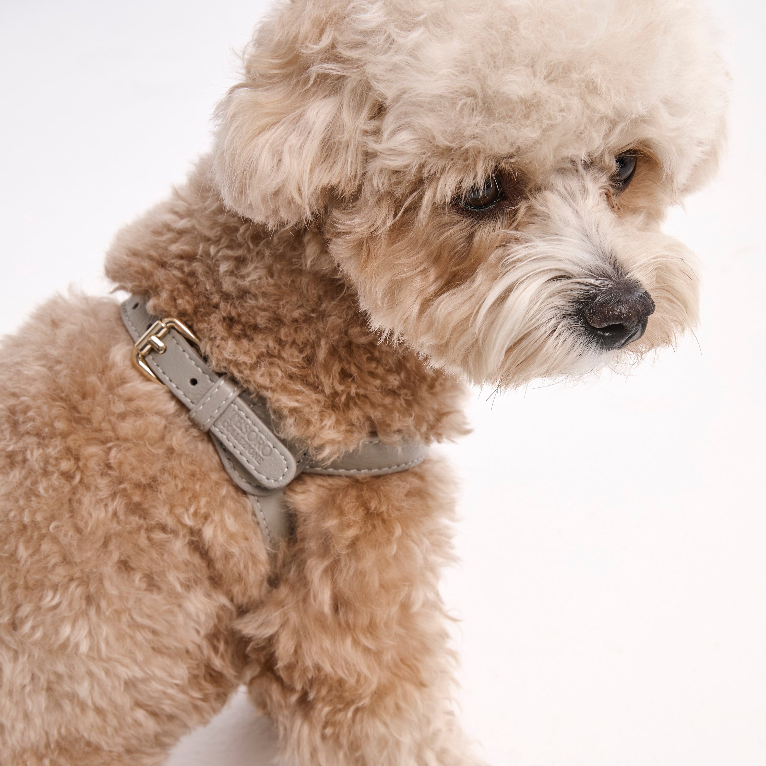 Dog Harness