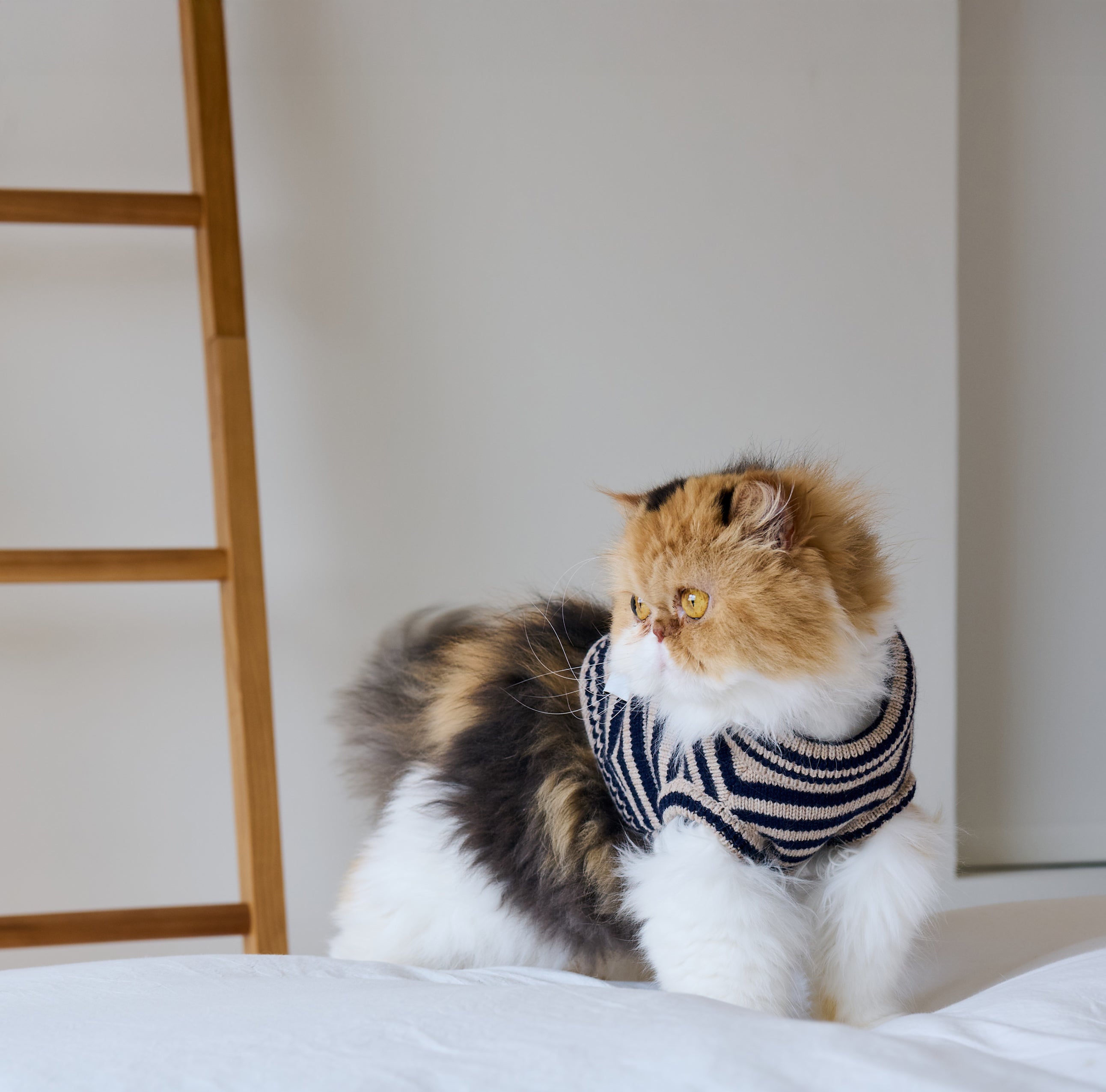 Nooee Pet Polo Wool Sweater - 100% Wool Knit with Classic Collar