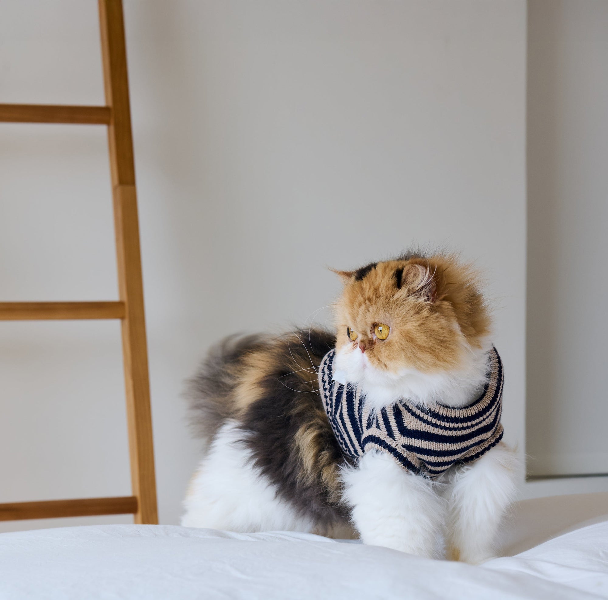 Nooee Pet Polo Wool Sweater - 100% Wool Knit with Classic Collar