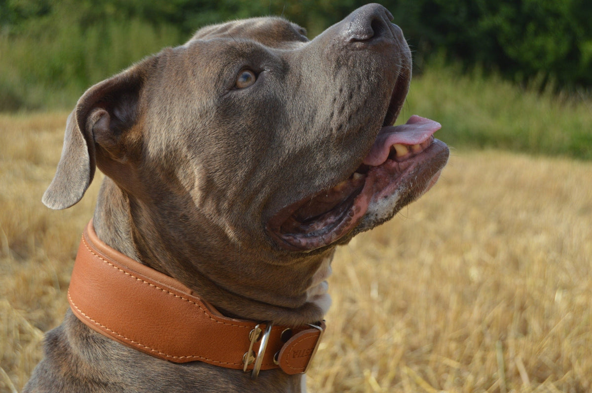 Bestia Stylish 2-Inch Wide Leather Dog Collar