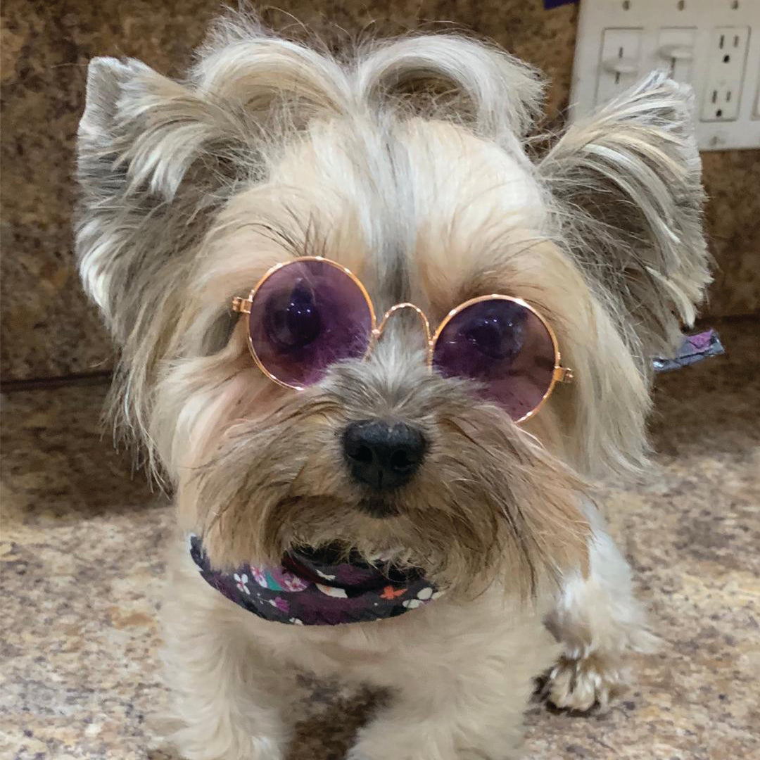 Hello Doggie Black Dog Sunglasses