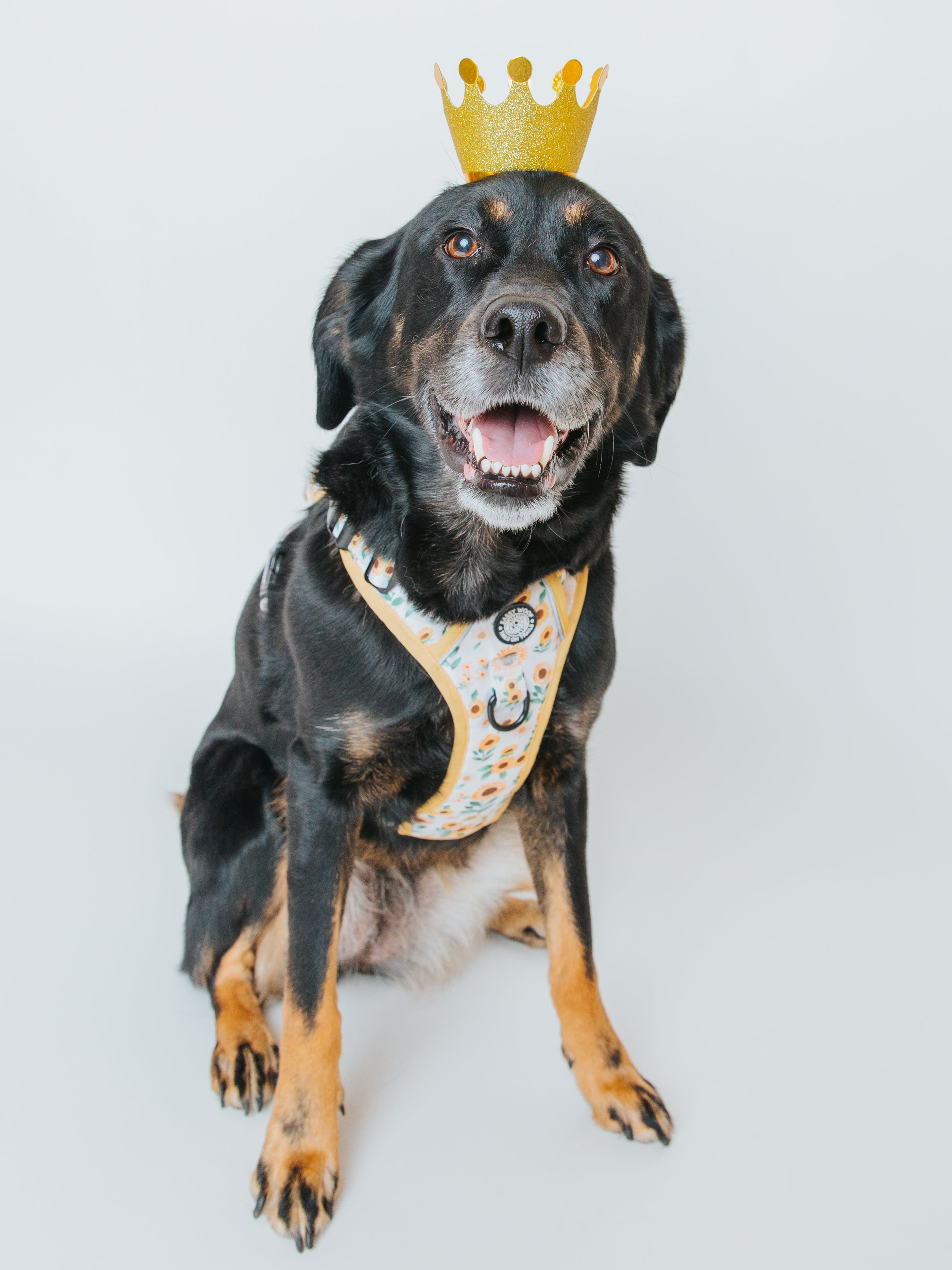 Dog Step-In Harness - Sunflower Dreams