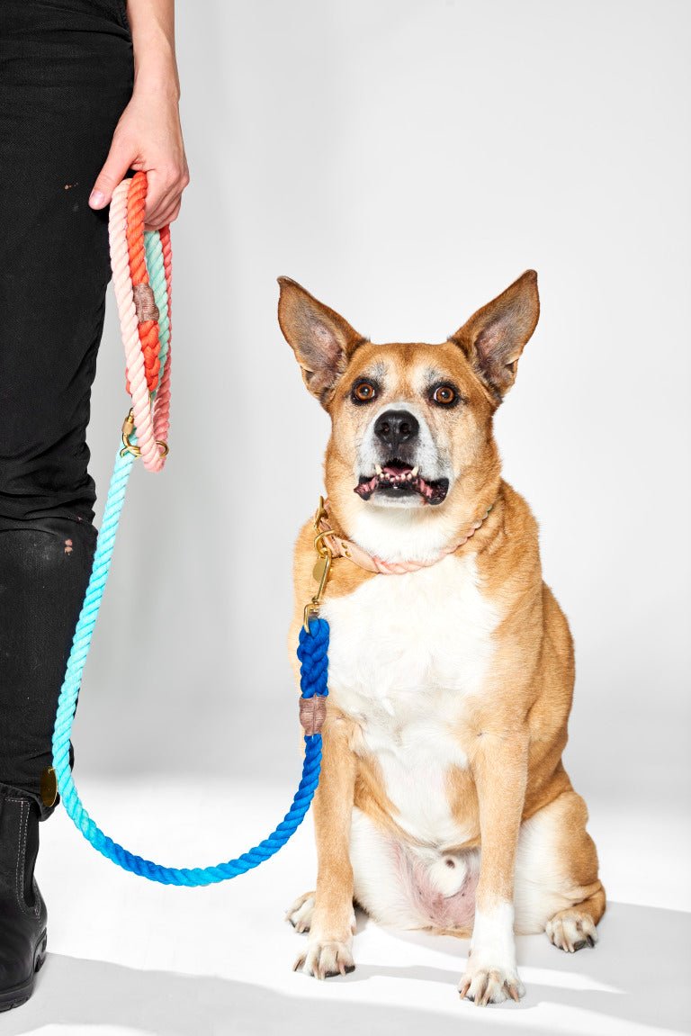Sweet Pea Ombre Cotton Rope Dog Leash, Adjustable | Found My Animal