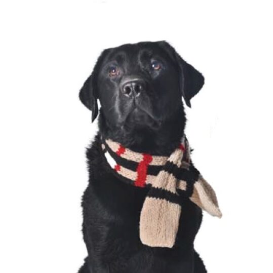 Chilly Dog Classic Tan Plaid Wool Pet Scarf