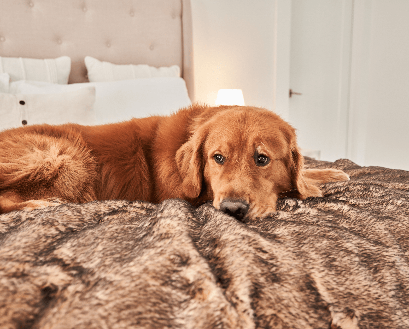 PupProtector Short Fur Waterproof Throw Blanket Sable Tan